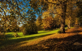 공원, 가을, 나무, 노란 잎, 지상