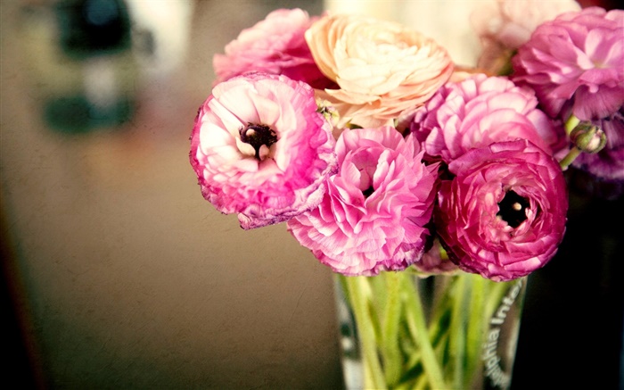 핑크 꽃, 라 난큐 라스, 꽃병 배경 화면 그림