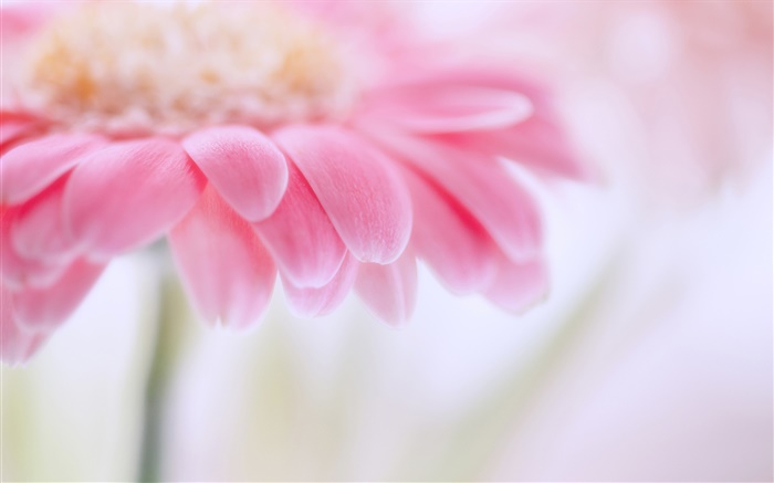 핑크 gerbera, 꽃 꽃잎 배경 화면 그림