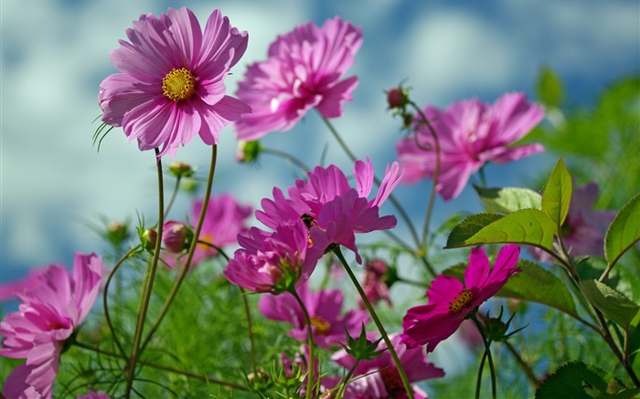 핑크 kosmeya 꽃, 여름 배경 화면 그림