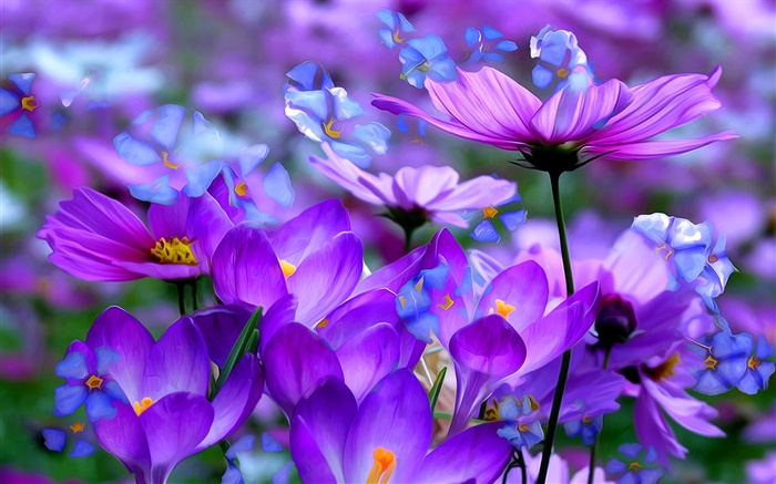 보라색 크로커스 꽃, 꽃잎, 매크로, 예술 잉크 배경 화면 그림