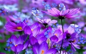 보라색 크로커스 꽃, 꽃잎, 매크로, 예술 잉크 HD 배경 화면