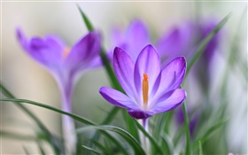 보라색 크로커스 꽃잎, 잔디, 봄 HD 배경 화면