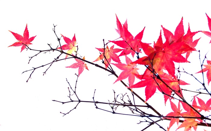 붉은 단풍 나무 잎, 나뭇 가지, 가을, 흰색 배경 배경 화면 그림