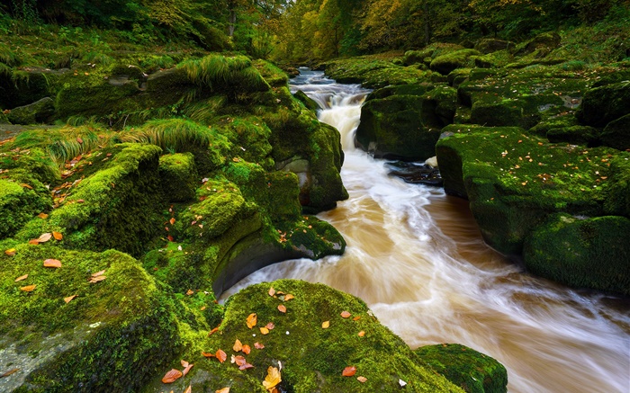 강 wharfe, 노스 요크 셔, 영국, 돌, 이끼, 가을 배경 화면 그림