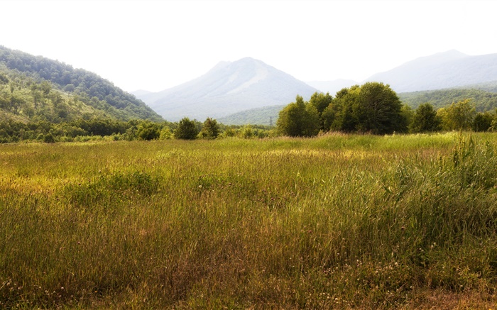 러시아, 캄차카, 산, 나무, 잔디 배경 화면 그림