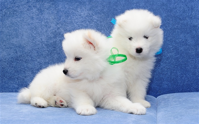 사모예드, 흰색 개, 강아지 배경 화면 그림
