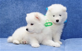 사모예드, 흰색 개, 강아지