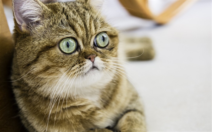쇼트 헤어 고양이, 귀여운 고양이, 눈, 얼굴 배경 화면 그림