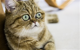 쇼트 헤어 고양이, 귀여운 고양이, 눈, 얼굴 HD 배경 화면