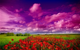 하늘, 구름, 필드, 꽃, 빨간 양 귀 비 HD 배경 화면