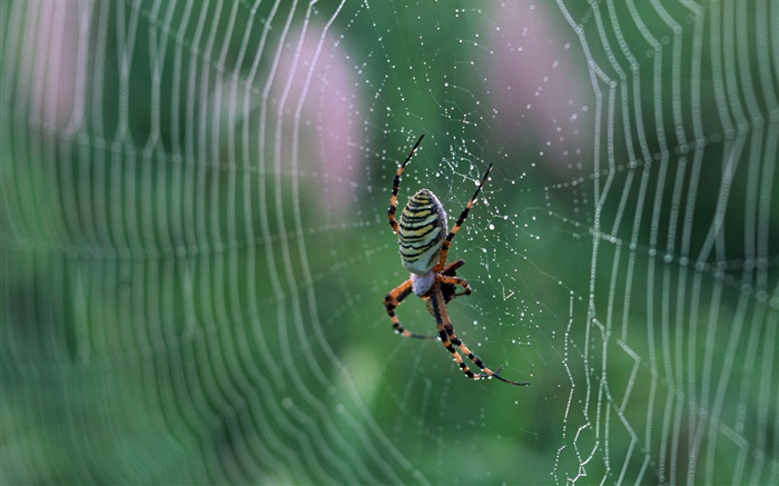 거미, 스파이더 웹 물 방울 배경 화면 그림