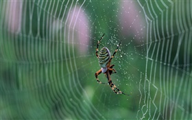 거미, 스파이더 웹 물 방울