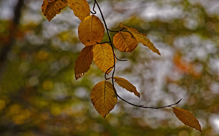 나뭇 가지, 노란색 단풍, 가을, 나뭇잎 배경 화면 그림