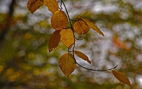 나뭇 가지, 노란색 단풍, 가을, 나뭇잎