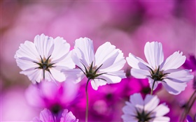 화이트 kosmeya 꽃, 꽃잎, 보라색 배경 HD 배경 화면