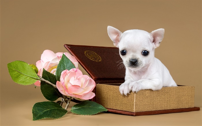 흰색 강아지, 꽃, 상자 배경 화면 그림