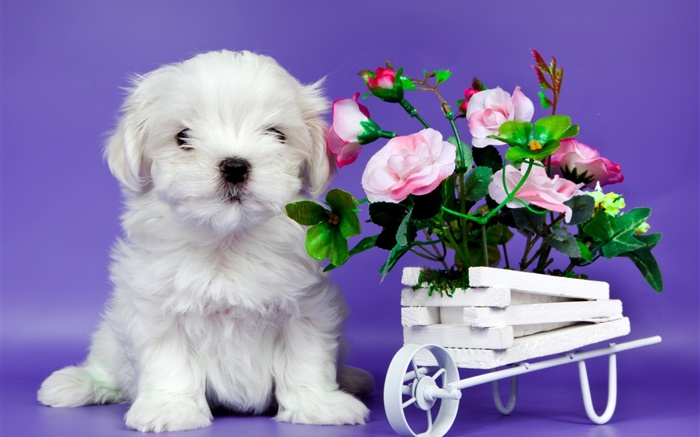 흰색 강아지, 핑크 장미 꽃 배경 화면 그림
