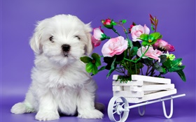 흰색 강아지, 핑크 장미 꽃 HD 배경 화면