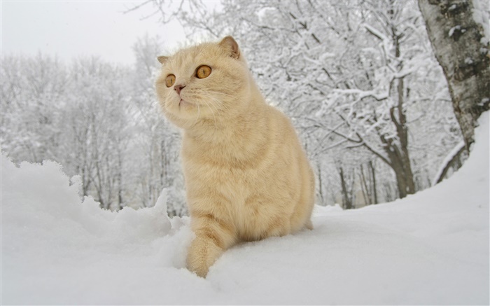 겨울, 눈, 고양이 배경 화면 그림