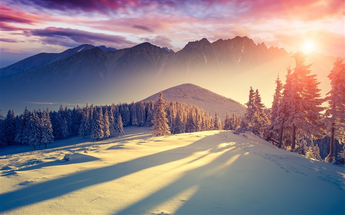겨울, 눈, 추위, 산, 나무, 가문비 나무, 하늘, 일출, 그림자 배경 화면 그림