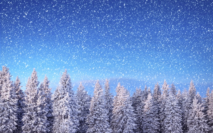 겨울, 가문비 나무, 푸른 하늘, 눈송이, 눈 배경 화면 그림