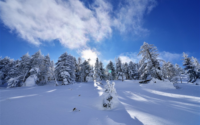 겨울, 두꺼운 눈, 나무, 가문비 나무, 경사, 구름 배경 화면 그림