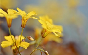 노란 꽃, 새싹, 나뭇잎 HD 배경 화면