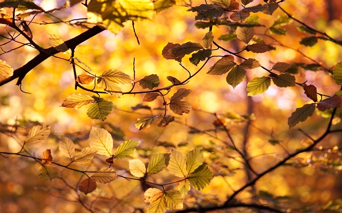 노란 나뭇잎, 나뭇 가지, 가을 배경 화면 그림