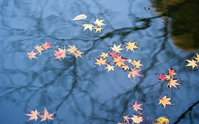 가을, 물 반사, 노란색 단풍 배경 화면 그림