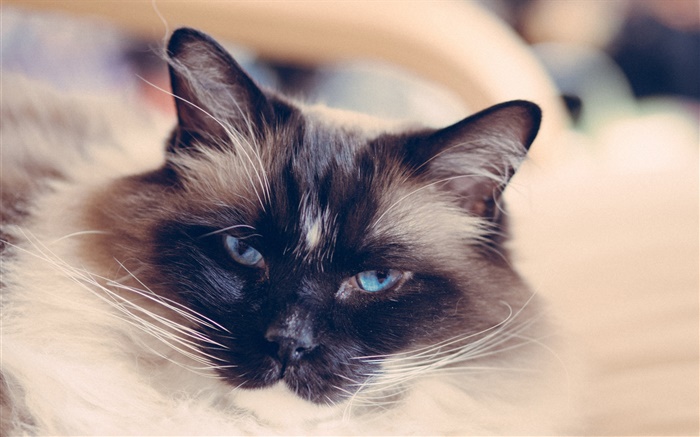 파란 눈 고양이 얼굴, 수염 배경 화면 그림