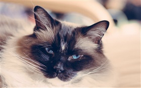 파란 눈 고양이 얼굴, 수염 HD 배경 화면