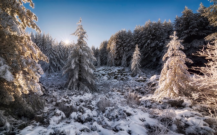 불가리아, 숲, 나무, 눈, 일몰, 겨울 배경 화면 그림