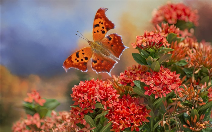 나비와 붉은 꽃 배경 화면 그림