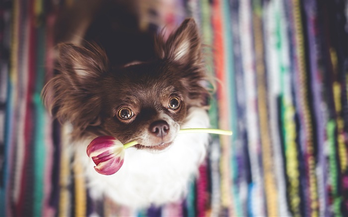 귀여운 강아지 튤립 꽃을 물린 배경 화면 그림