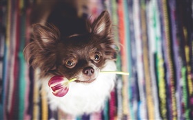 귀여운 강아지 튤립 꽃을 물린