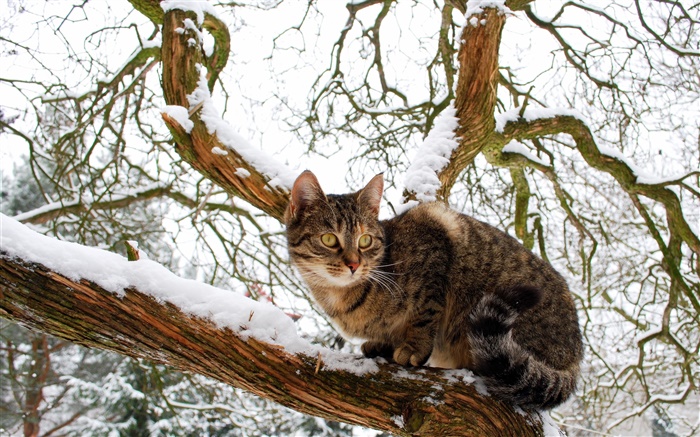 국내 고양이, 나무, 눈, 겨울 배경 화면 그림