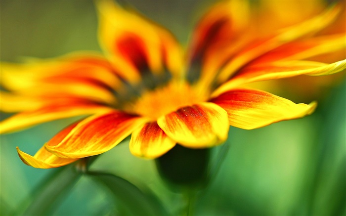 꽃 매크로 사진, 노란 오렌지 꽃잎, 흐림 배경 배경 화면 그림