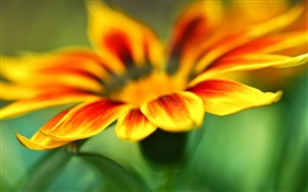 꽃 매크로 사진, 노란 오렌지 꽃잎, 흐림 배경