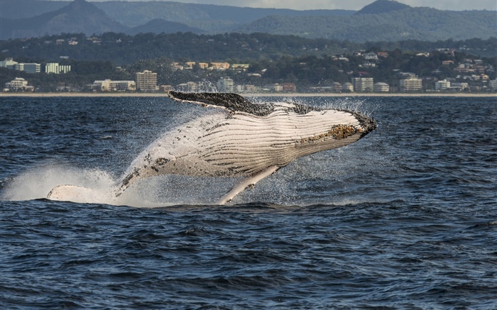 골드 코스트, 퀸즐랜드, 호주, 산호 바다, 혹등 고래 점프 배경 화면 그림