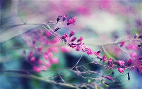 헷갈리는 보라색 꽃 HD 배경 화면