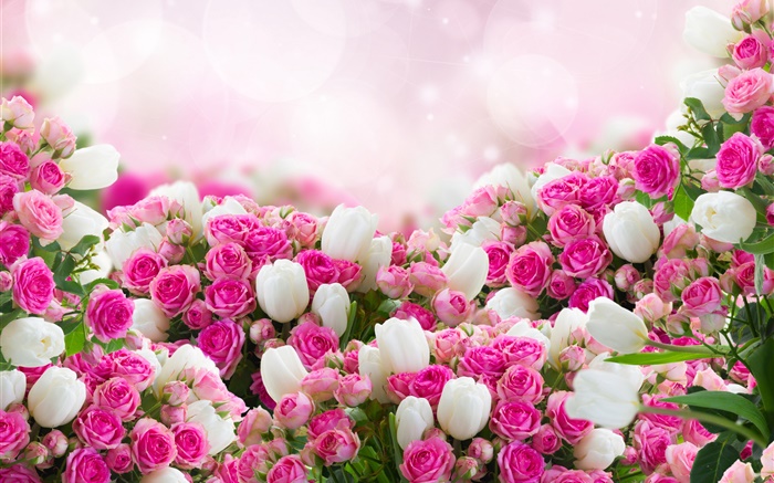 많은 꽃, 분홍색과 흰색 장미 배경 화면 그림