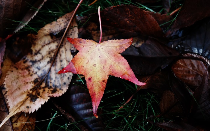 메이플 리프, 떨어지는, 가을 배경 화면 그림