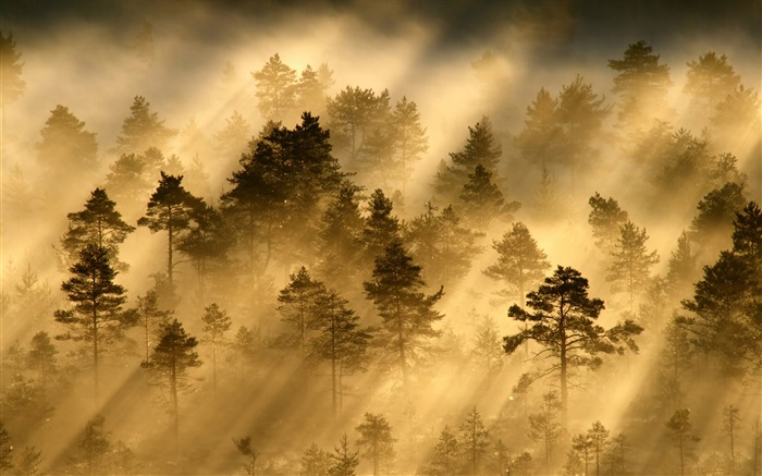 아침, 숲, 나무, 안개, 빛, 태양 광선 배경 화면 그림