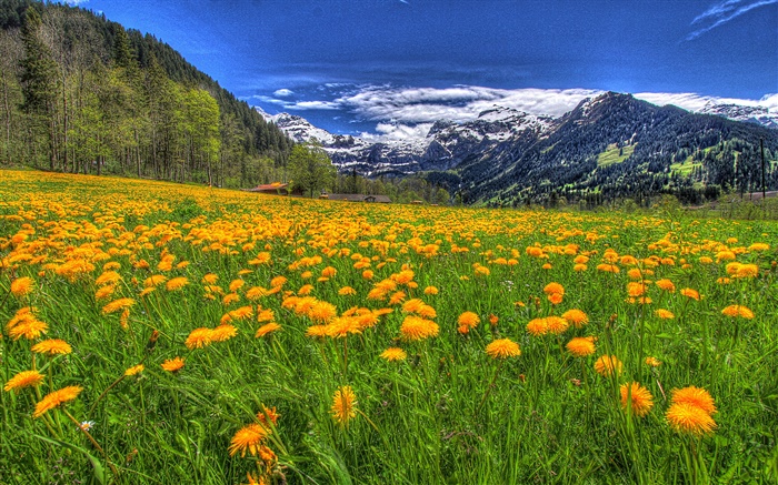산, 노란색 야생화, 경사, 나무, 구름 배경 화면 그림