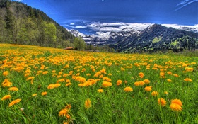 산, 노란색 야생화, 경사, 나무, 구름 HD 배경 화면