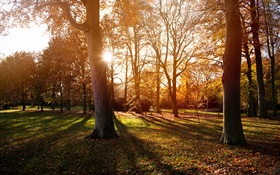 공원, 나무, 일몰, 가을, 그림자 HD 배경 화면