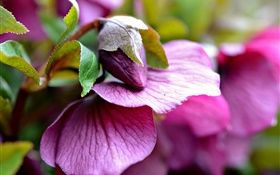 핑크 꽃, 꽃 봉오리, 잎, 흐림 HD 배경 화면