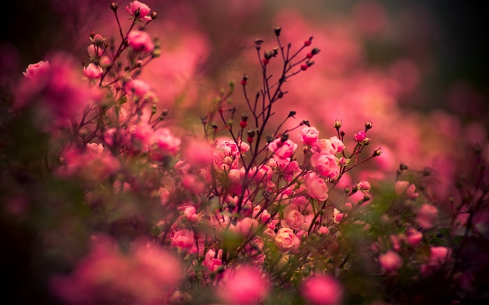 핑크 장미 꽃, 나뭇잎 배경 화면 그림