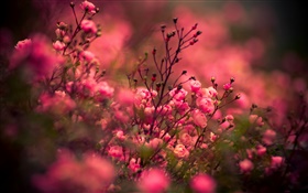 핑크 장미 꽃, 나뭇잎 HD 배경 화면